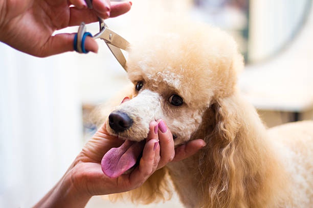 frizerie cosmetica canina turda