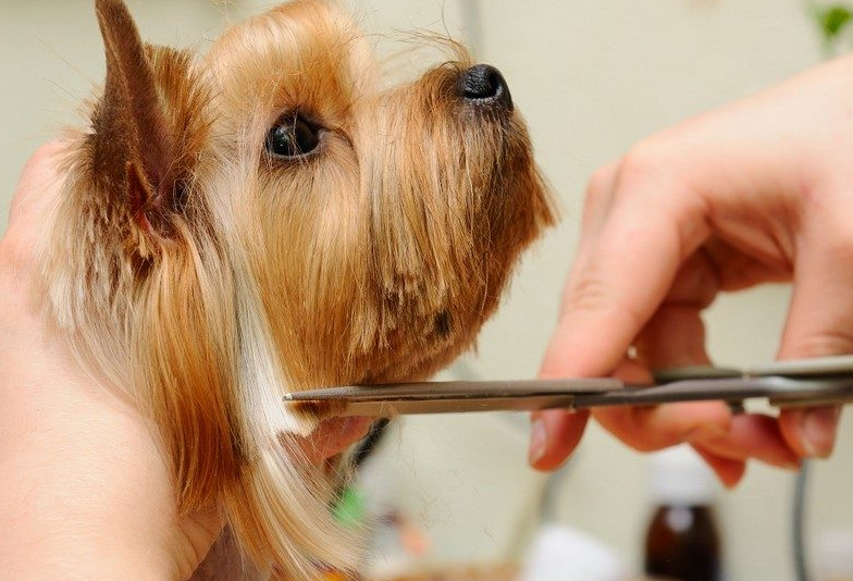 frizerie cosmetica canina felina calarasi