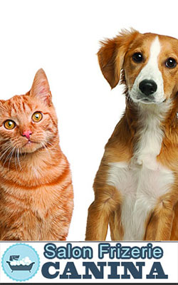 Salon Frizerie Canina
