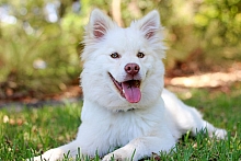Toaletaj canin - Cosmetica canina si ingrijirea animalelor de companie