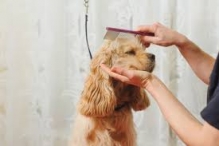 Salon Frizerie Coafura Canina Harsova