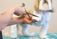 Salon Frizerie Coafura Canina Fagaras