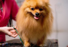 Salon Frizerie Coafura Canina Targu Jiu