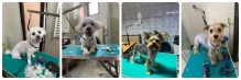 Salon Frizerie Coafura Canina Voluntari