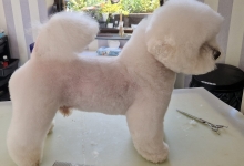 Salon Frizerie Canina Brasov Special Dog Grooming