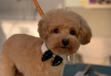 Salon Frizerie Canina Arad DoggyDog - Pet Salon by Adina