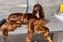 Salon Frizerie Canina Constanta Shiny Paws - Salon Frizerie Canina Constanta