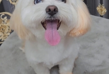 Salon Frizerie Canina Constanta Shiny Paws - Salon Frizerie Canina Constanta