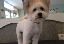 Salon Frizerie Canina Arad DoggyDog - Pet Salon by Adina