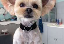 Salon Frizerie Canina Arad DoggyDog - Pet Salon by Adina