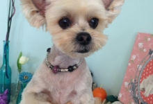 Salon Frizerie Canina Arad DoggyDog - Pet Salon by Adina