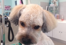 Salon Frizerie Canina Arad DoggyDog - Pet Salon by Adina