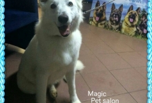Salon Frizerie Canina Bucuresti-Sector 5 Magic Pet Salon Frizerie Canina