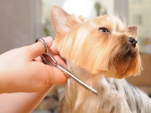 salon cosmetica frizerie canina giurgiu