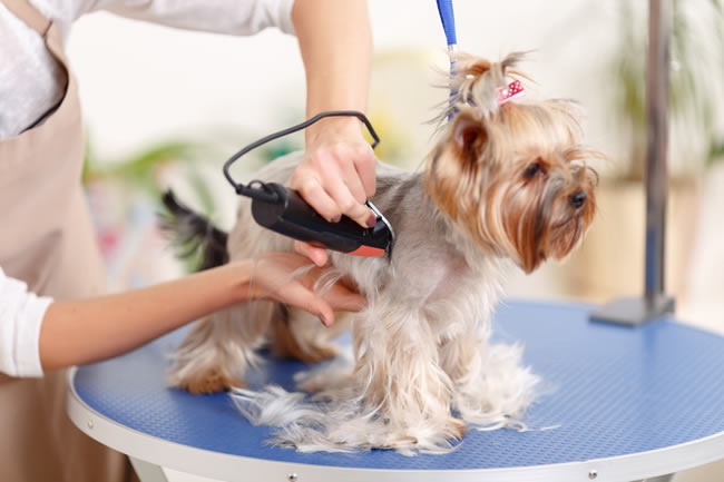 frizerie cosmetica canina bragadiru ilfov
