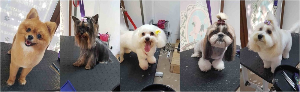 salon frizerie canina constanta